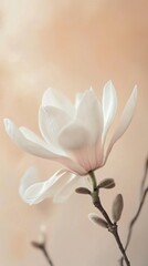 Poster - A single white magnolia bloom stands tall on its slender branch, radiating elegance. The warm pastel backdrop enhances its beauty, capturing the essence of spring awakening in tranquility