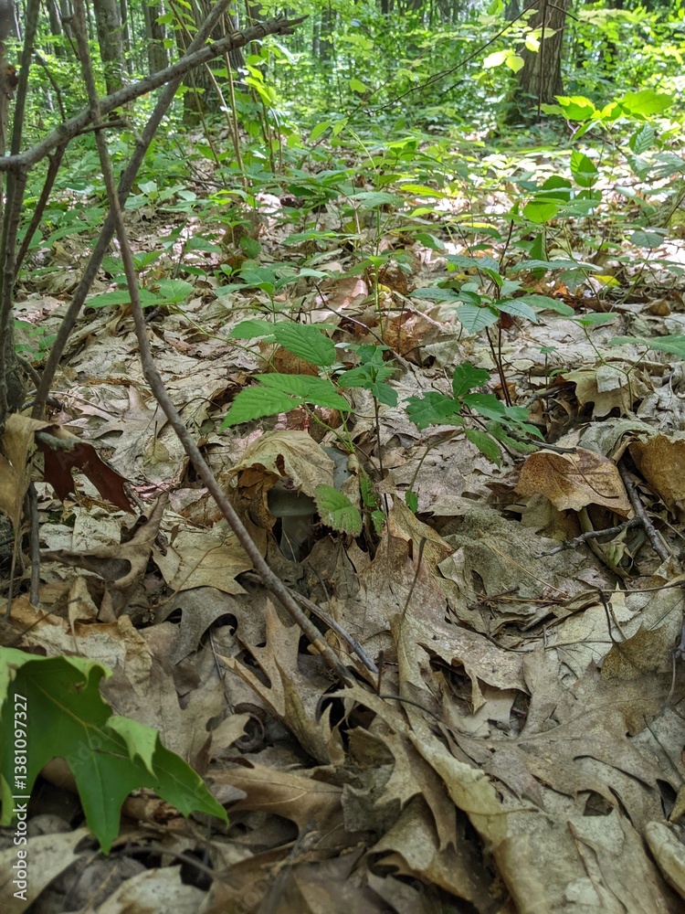 Russula aeruginea mushroom in the thick fallen leaves of a summer oak forest