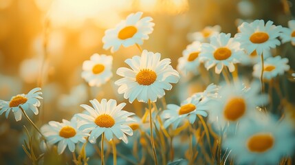 Aufkleber - Bright white daisies decorate a lush green field, their vibrant yellow centers glowing warmly in the evening sunlight. A serene moment captures nature's beauty