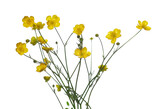 Yellow wildflower, western buttercup, Ranunculus, isolated on white, clipping path
