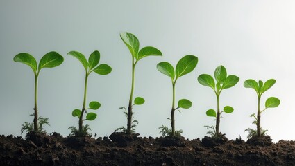 Poster - Growing plant in soil placed on a plain background.