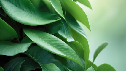 Poster - Nature of green leaves in the garden. Natural green foliage used as a background cover for greenery environments and ecology wallpaper.