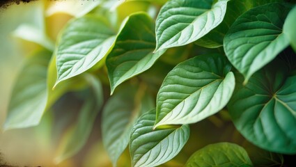 Poster - Nature of dark green leaves in a garden. Natural green plant foliage used as a background cover for environmental ecology or greenery wallpaper.