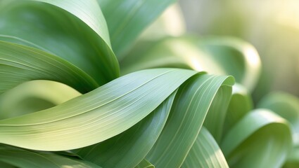 Poster - Dark green leaf texture, natural green leaves used as a background wallpaper or tropical leaf cover page.