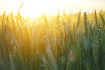Poster - Golden wheat field glows under summer sunset rays in serene countryside, summer view of wheat field at sunset