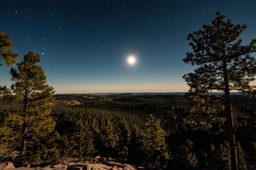 Wall Mural - full moon over pine forest night sky.