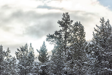 Wall Mural - Snow covered spruce pine trees closeup in Colorado White River National Forest rocky mountains sunrise sky landscape