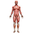 © Drevorezkin - Full Human Musculature Front View. clipart isolated on transparent background