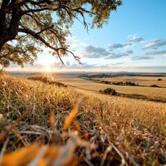 Poster - Golden field landscape under a blue sky with clouds and a bright sunset radiating light through a tree canopy. Nature scenery with sun rays