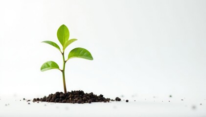 Small tree seedling, slender trunk, upward reaching branches, bright white backdrop , spring, texture