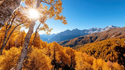 Poster - Scenic autumn mountain landscape with golden trees illuminated by sunburst and clear blue sky showcasing vibrant seasonal colors