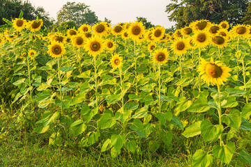 Wall Mural - golden sunflowers field at blooming farm agricultural summer sunset and blue sky background texture 