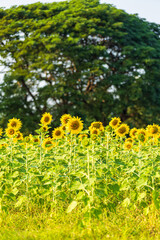 Wall Mural - golden sunflowers field at blooming farm agricultural summer sunset and blue sky background texture 