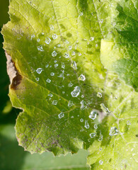 Wall Mural - A leaf with a spider web on it and water droplets on it