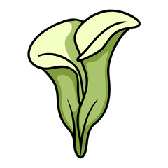 Poster - Elegant Green Calla Lily vector, Botanical Art, Floral Design