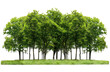 © NT clip art only - A large group of trees in the park, isolated on transparent background, cutout, png file large group of green trees, realistic on hill PNG.
