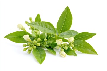 Litsea Cubeba Spice: Natural Herbal Medicine from China on Fresh White Background