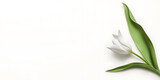 Charming white tulip flower isolated against a pure white background, symbolizing spring's arrival.