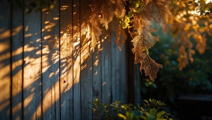 Wall Mural - golden sunlight creates intricate shadows of leaves on a weathered wooden fence. the image depicts a