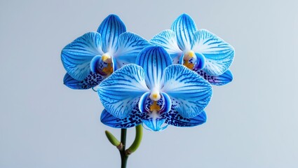 Poster - One blue orchid bud closely viewed, set against a white background.