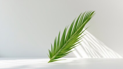 Poster - Palm leaf against a white background