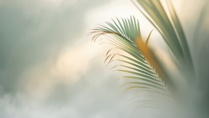 Aufkleber - palm tree fronds in mist, selective focus