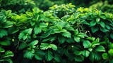 Raspberry plant with foliage