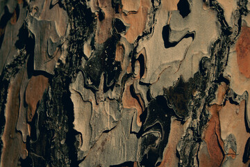 Close up of maritime pine bark showing intricate patterns and textures