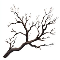Large Bare Branch Winter Tree Branch Isolated on White Nature Illustration Design Element Graphic