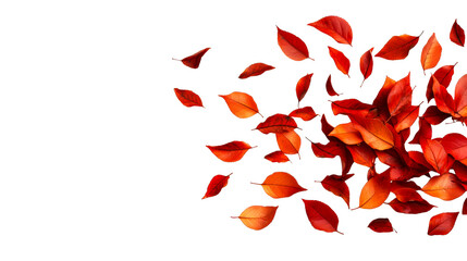 Wall Mural - Autumn leaves on black background in studio shot, cut out transparent