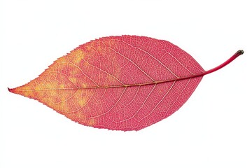 Wall Mural - a colorful red leaf with detailed veins against a white background