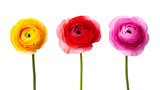 Yellow, red, pink ranunculus on a black background, cut out transparent