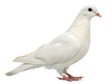 White feather pigeon bird isolated on transparent background