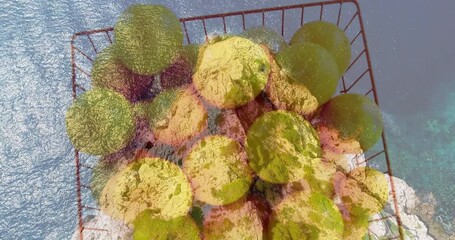 Poster - Green and yellow spheres in wire basket over ocean waves animation