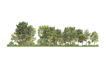 Wall Mural - group of tree. green treeline isolated on white background. png file