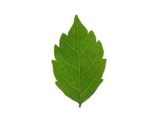 Wall Mural - high-resolution image of green leaf, isolated on a pure white background. reduce co2 emission concep