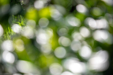 Wall Mural - the image is a blurry, green background with a few leaves visible