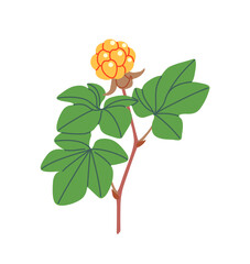 Wall Mural - cloudberry branch with yellow berry and leaves
