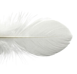 Poster - Close-up of white feather texture, isolated on a transparent background, showcasing delicate lines and soft appearance, symbolizing lightness, purity, and elegance, ideal for design projects png image