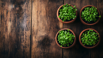 Aufkleber - Pots with microgreens standing on wooden table, top view