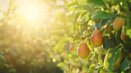Poster - Ripe pear on the tree in the garden, selective focus