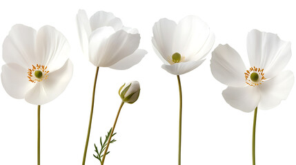 Poster - The white flower collection is an isolated png with a white background