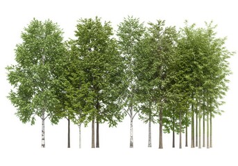 trees isolated white background botanical