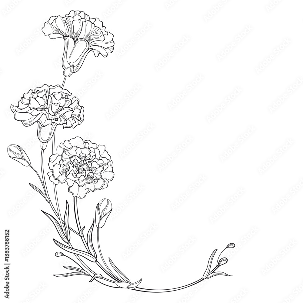 Corner bouquet with outline Carnation or Clove flowers in black isolated on  white background. Stock Vector | Adobe Stock, image size:1000x1000