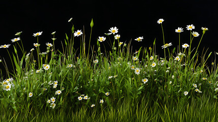 Poster - Grass and daisies in spring isolated using clipping path and alpha channel