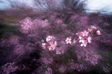 Ethereal pink cherry blossoms in dreamy soft focus