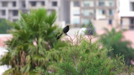 Video of lush foliage of a big tree swaying in the wind, high-angle view.