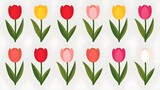 Luxurious and Bright Tulip Flowers: A Vibrant Display of Multicolored, Beautiful Tulips in Nature's Glory