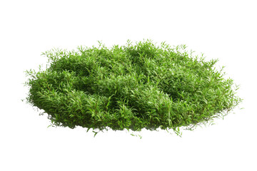 dense patch of lush green grass rendered photorealistically with soft lighting, no background