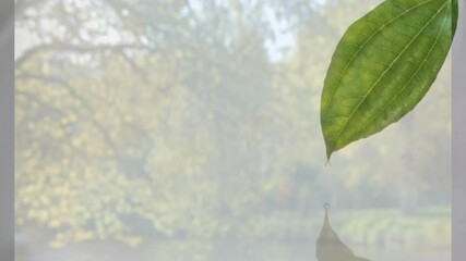 Poster - Reflecting green leaf over blurred natural background with animation effect